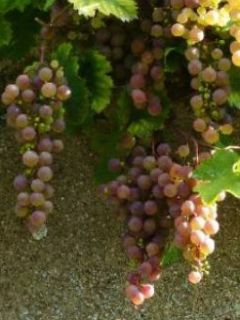 Vigne 'Chasselas Rose' Vigne 'Chasselas Rose'