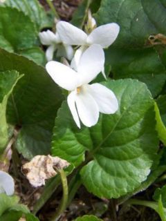 Violette à parfum 'Alba'