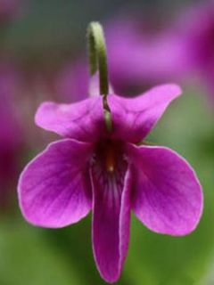 Violette odorante - Viola odorata Red Charm