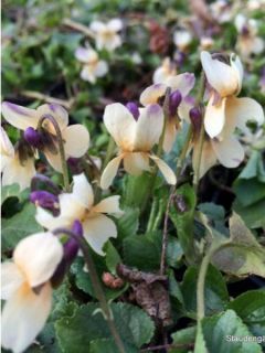 Violette odorante Vanilla - Viola odorata