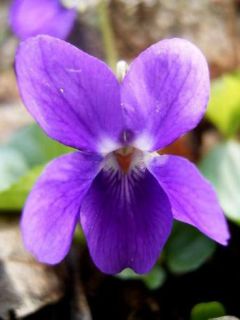 Violette à parfum