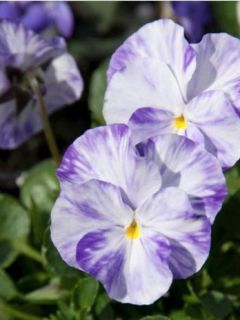 Viola Cornuta Columbine
