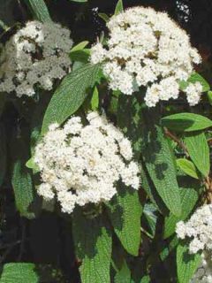 Viburnum rhytidophyllum - Viorne à feuilles ridées.