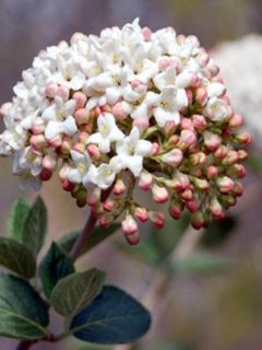 Viorne - Viburnum (x) carlcephalum