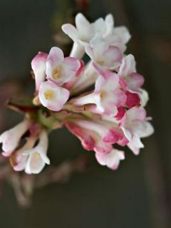 Viorne d'hiver - Viburnum bodnantense Charles Lamont.