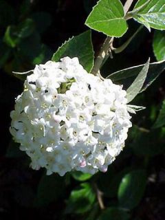 Viburnum burkwoodii - Viorne de burkwood