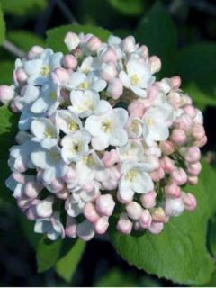 Viburnum carlesii - Viorne de Carle