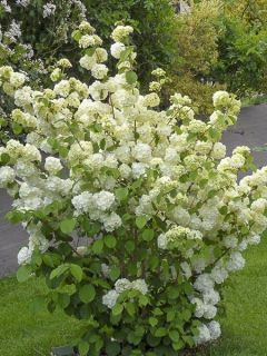 Viorne de Chine 'Popcorn'