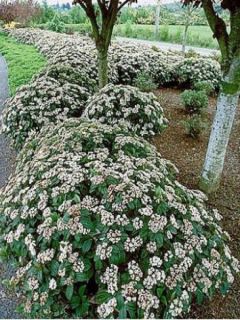 Viburnum davidii - Viorne davidii