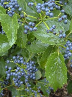 Viorne dentée 'Blue Muffin'