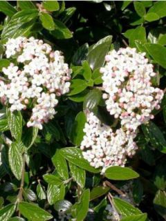 Viorne du Burkwood 'Conoy'