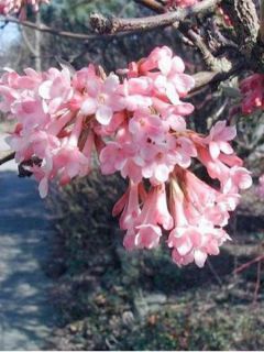 Viorne d'hiver - Viburnum farreri (fragrans)