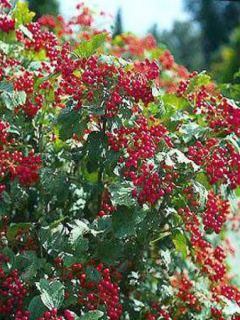 Viburnum opulus Compactum - Viorne obier 