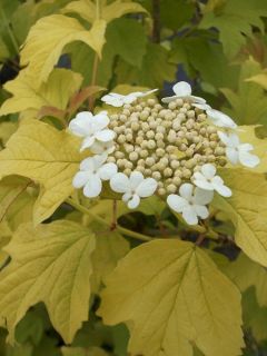 Viburnum opulus Park Harvest