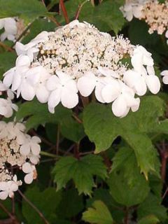 Viorne orbier - Viburnum opulus