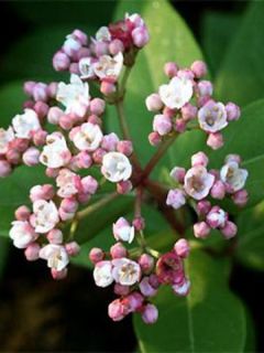 Viorne, Laurier Tin - Viburnum tinus Eve Price