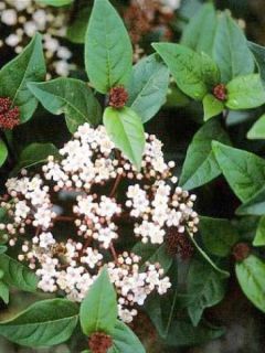 Viorne, Laurier Tin - Viburnum tinus Spirit
