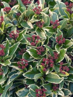 Laurier Tin panaché - Viburnum tinus variegatum