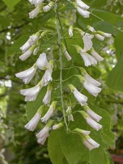 Cladrastis kentukea - Virgilier à bois jaune