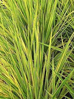 Alopecurus pratensis Aureovariegatus