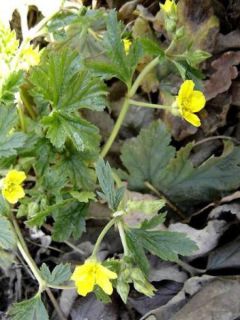 Waldsteinia geoides - Waldstenie faux-fraisier