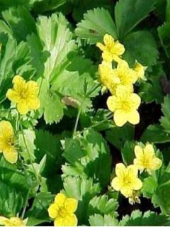 Waldsteinia ternata - Fraisier stérile jaune