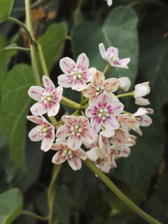 Wattakaka sinensis Wattakaka sinensis