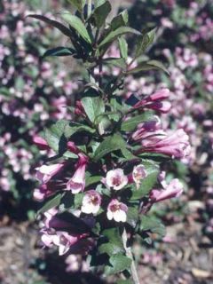 Weigela florida 'Foliis Purpureis'