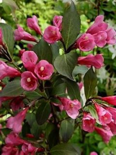 Weigela florida 'Victoria'