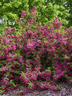 Weigela 'Korea'
