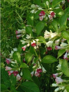 Weigela  'Marjorie'