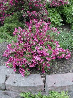 Weigela nain 'Minuet'