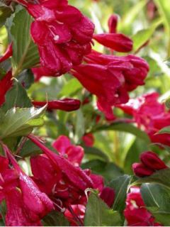 Weigela hybride Red Prince - Weigélia