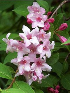 Weigela  'Rosea'