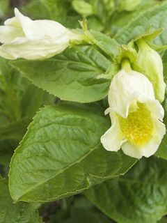 Weigélia de middendorf