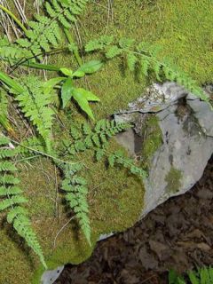 Woodsia obtusa - Fougère - Woodsie à lobes arrondis