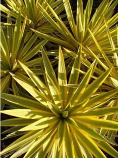 Yucca 'Bright Star'
