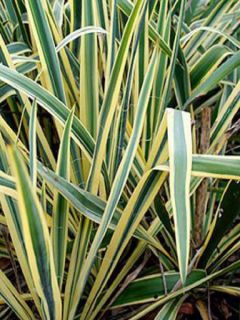 Yucca filamentosa Bright Edge - Yucca filamenteux