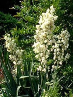 Yucca filamentosa