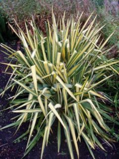 Yucca flaccida 'Golden Sword'