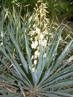 Yucca gloriosa - Dague espagnole