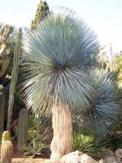 Yucca rostrata