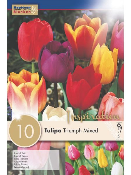 Tulipe triomphe 'Mixed Colours'