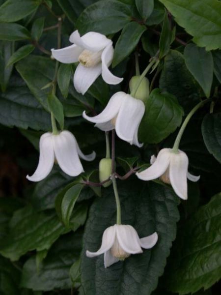 Clématite 'Winter Beauty'