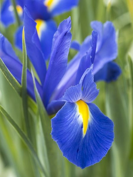 Iris de Hollande 'Professor Blauw'