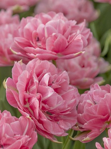 Tulipe double tardive 'Aveyron'