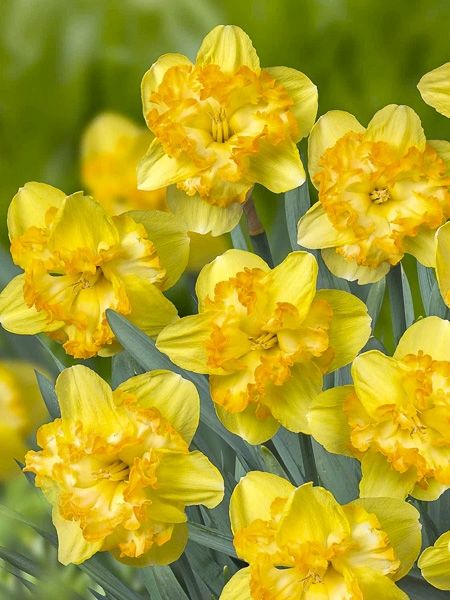 Narcisse 'Blazing Starlet'