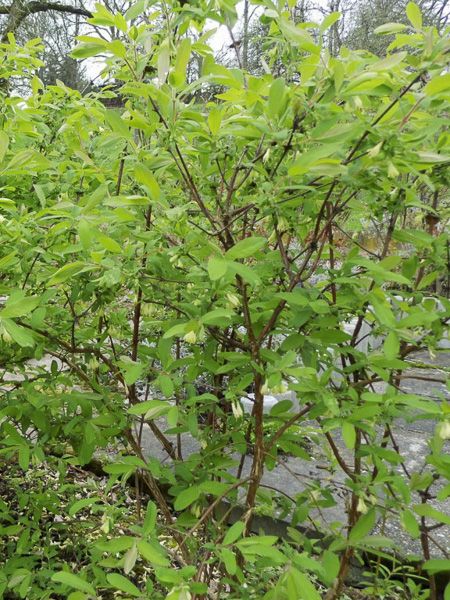 Chvrefeuille  baies de miel 'Fialka' - Lonicera kamtschatica 'Fialka' -  Le Jardin du Pic Vert