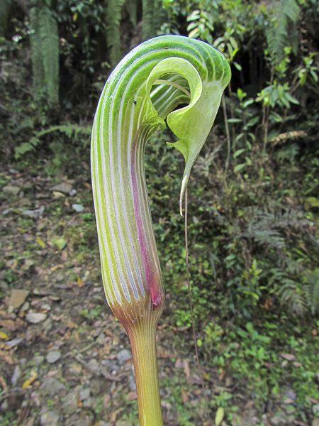 subhastatum philodendron Philodendron subhastatum