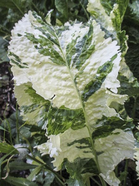 Racine De Raifort Séchée - 25g à 1,95kg - Qualité Alimentaire - Neuf
